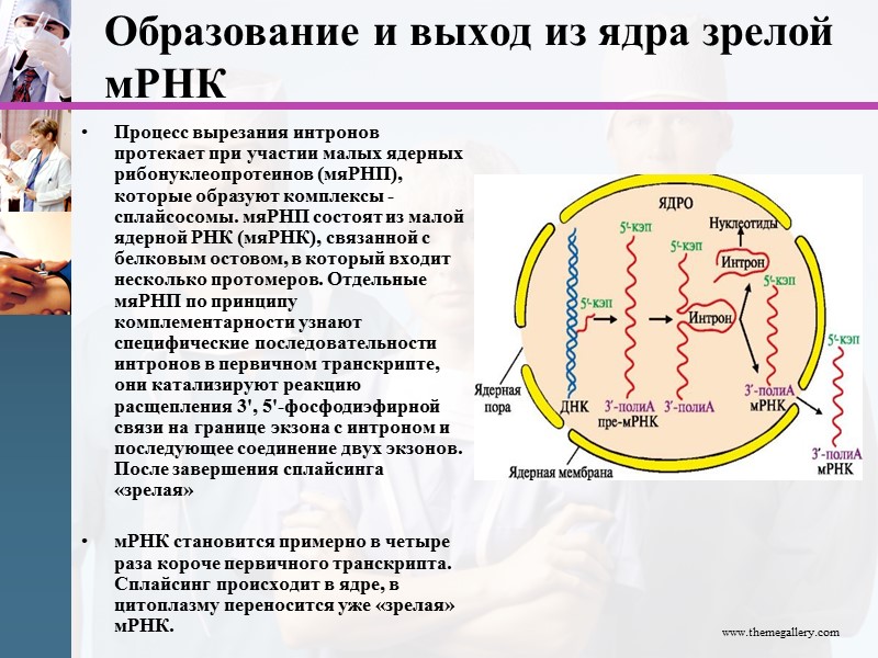 Образование и выход из ядра зрелой мРНК Процесс вырезания интронов протекает при участии малых